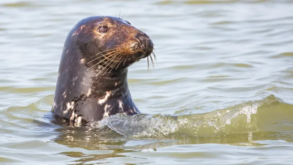 Buscan a un hombre que decapitó con un chuchillo de caza a un león marino