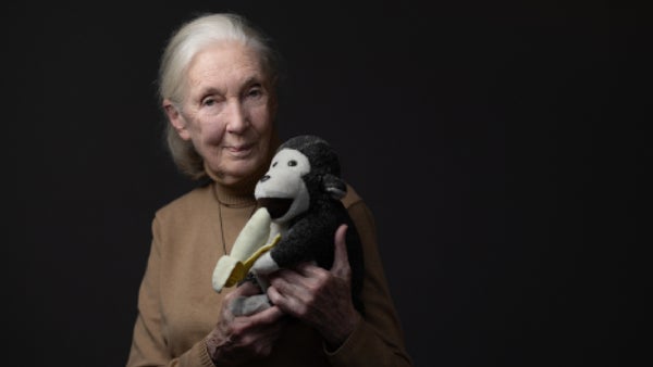 Murió Jane Goodall, la primatóloga que revolucionó el estudio de los chimpancés