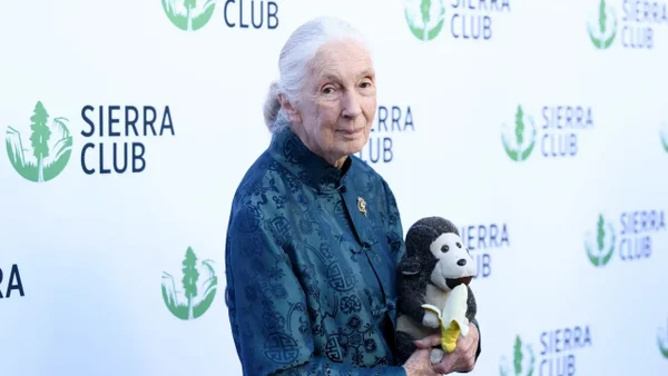 ¿Qué hizo Jane Goodall y cuál fue su importante legado para el mundo?