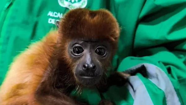 Así fue el rescate de un mono aullador que estaba en cautiverio en Bogotá: ¿Es peligroso?