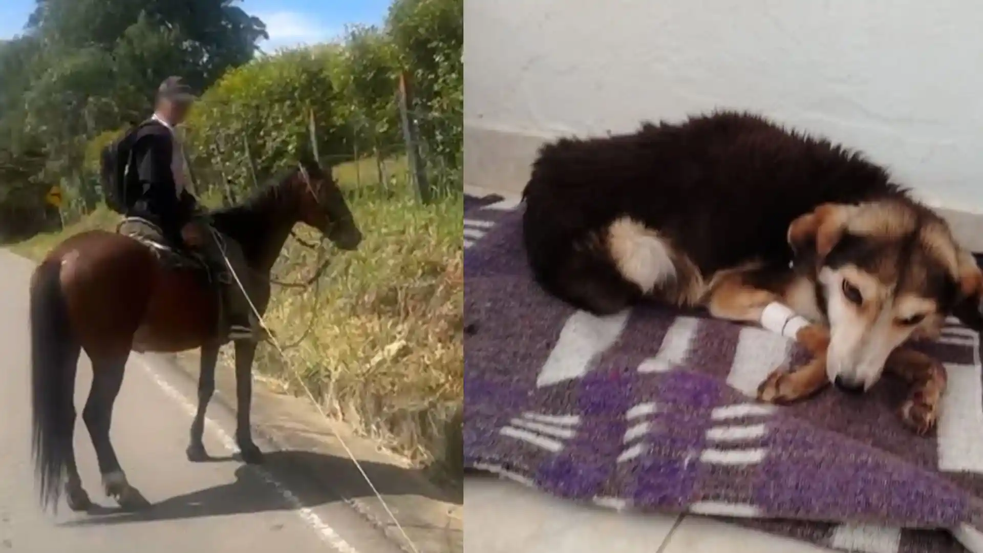 Foto: Captura pantalla IG @andreanimalidad y IG @huellitassofilenas