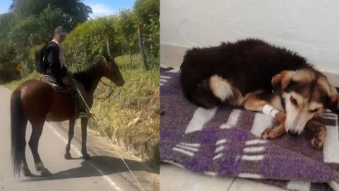 Foto: Captura pantalla IG @andreanimalidad y IG @huellitassofilenas