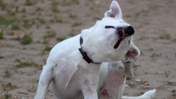 Cómo prevenir pulgas y garrapatas en perros y gatos en climas cálidos y húmedos Cómo prevenir pulgas y garrapatas en perros y gatos en climas cálidos y húmedos