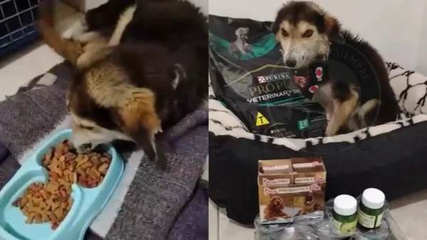 VIDEO | Revelaron actualización de salud del perro arrastrado por un hombre a caballo en Boyacá