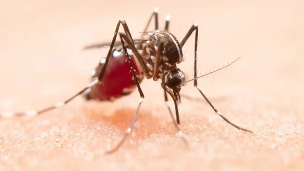 ¿Viajará en semana de receso?: estas son las zonas con más casos de dengue en el país