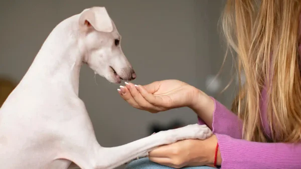 ¿Qué significa que las personas hablen con sus mascotas como si fueran humanos? ¿Qué significa que las personas hablen con sus mascotas como si fueran humanos?