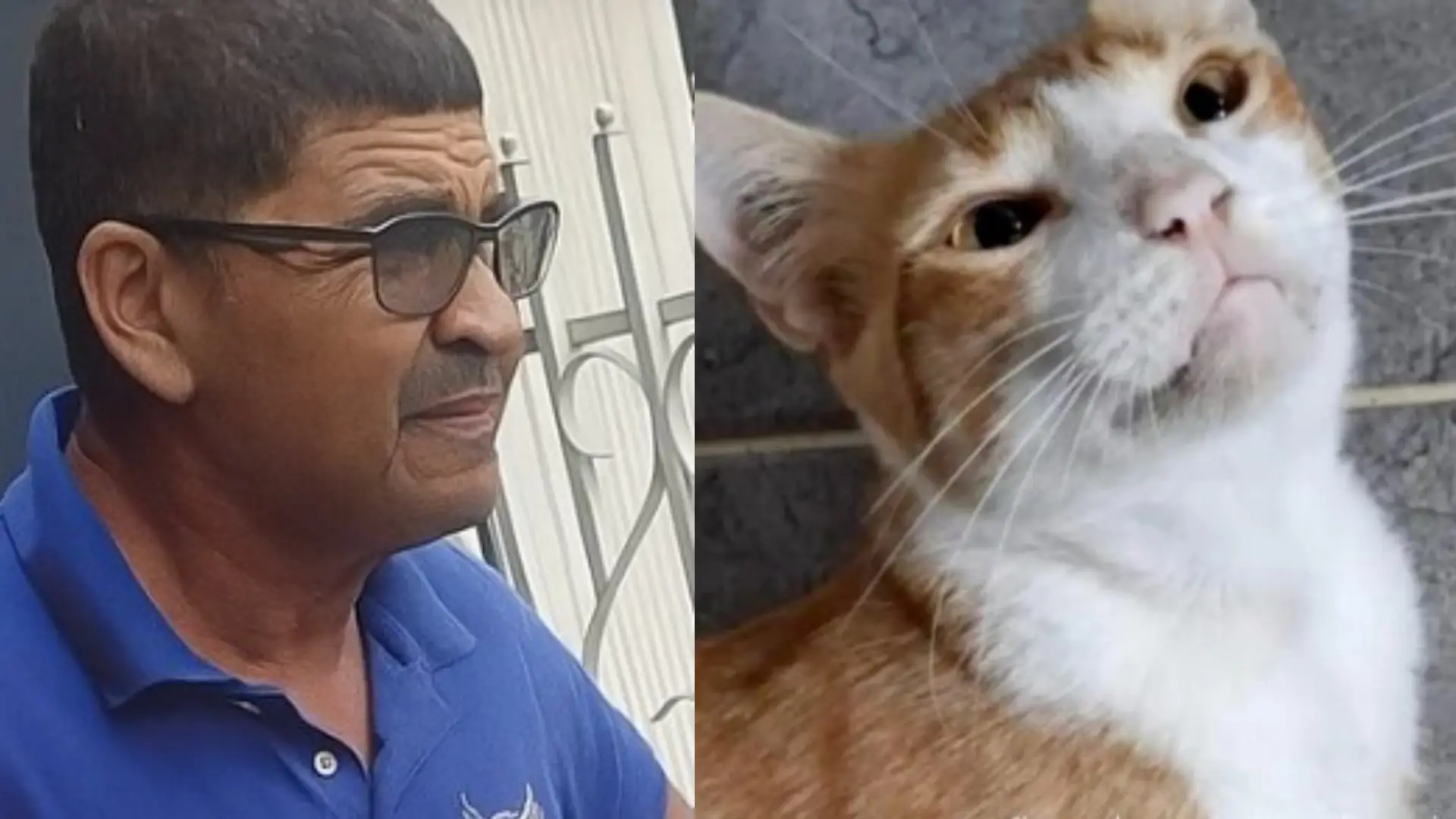 Agresor de gata en Montería