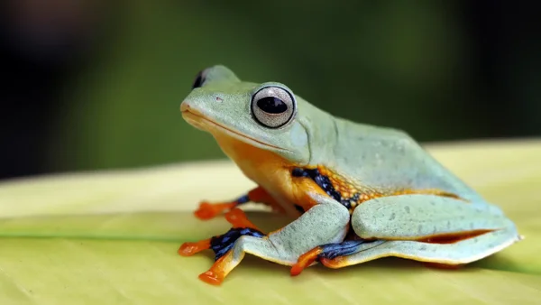 Descubren una nueva especie de rana venenosa en la Amazonía: apenas mide 15 milímetros Descubren una nueva especie de rana venenosa en la Amazonía: apenas mide 15 milímetros