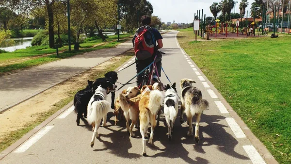¡Pilas! Estos son los nuevos requisitos que deben cumplir los paseadores de perros ¡Pilas! Estos son los nuevos requisitos que deben cumplir los paseadores de perros