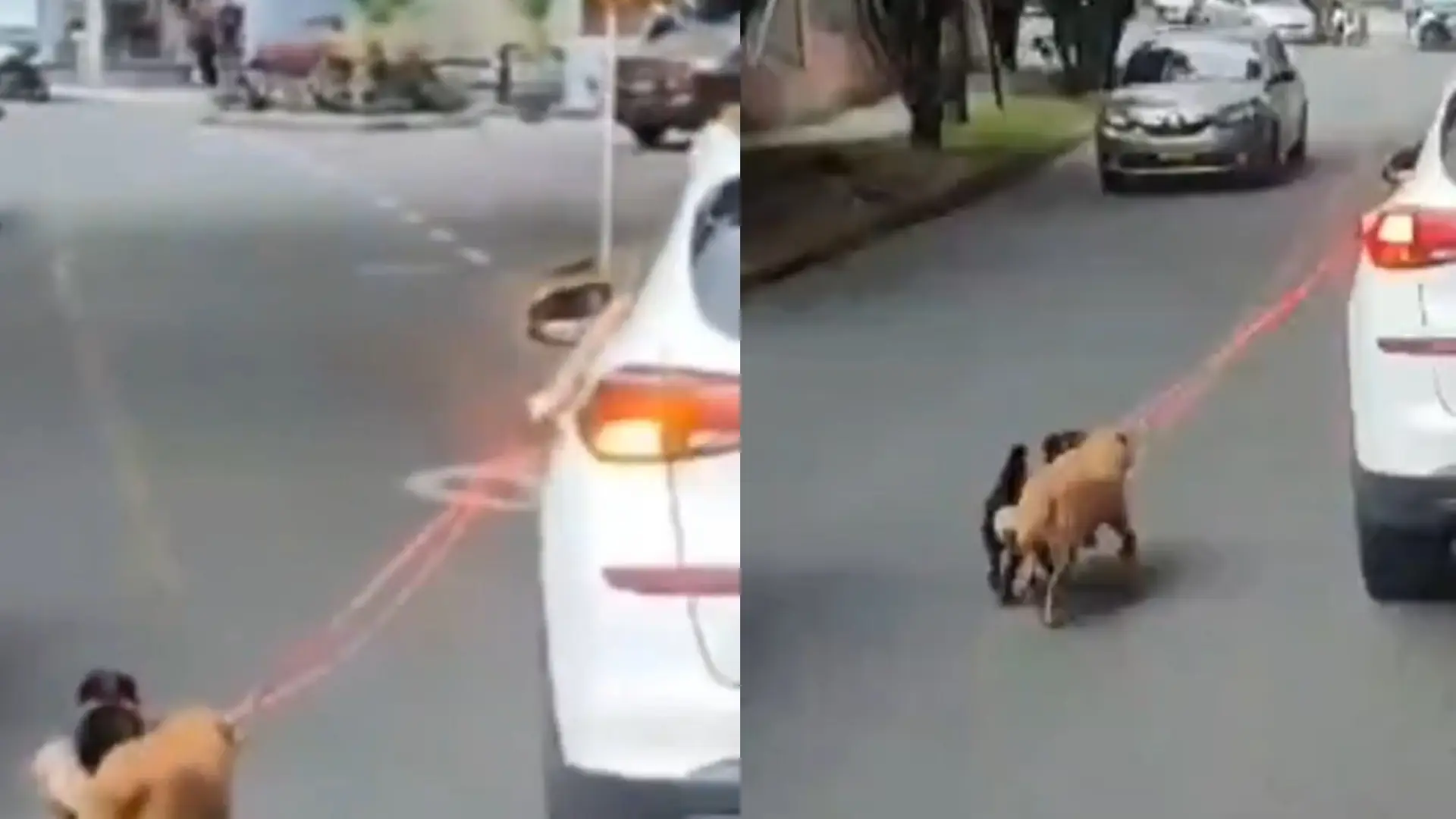 Perros atados a un carro en movimiento