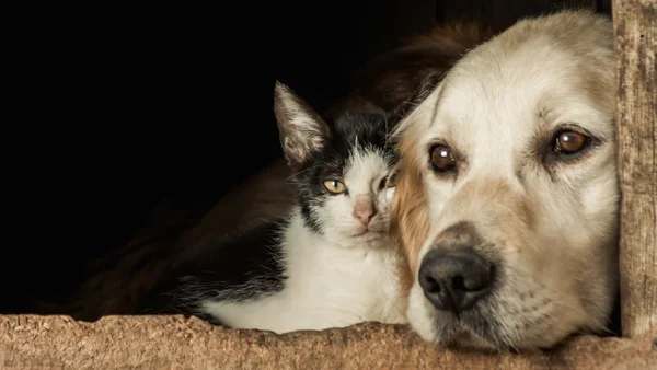 ¿Cómo evitar que su perro o gato se asuste con el ruido de la pólvora?: siga estos pasos ¿Cómo evitar que su perro o gato se asuste con el ruido de la pólvora?: siga estos pasos