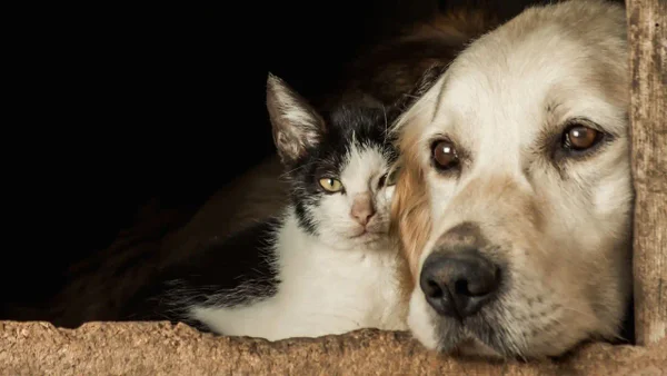 Gran donatón en Antioquia busca recolectar alimento para más de cuatro mil animales