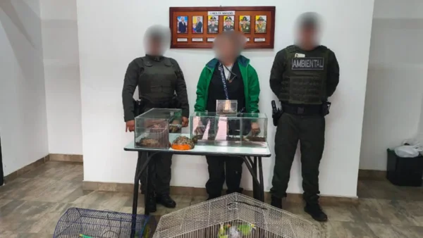 Loros, tarántulas y serpientes: los animales que fueron recuperados tras ser víctimas del tráfico ilegal