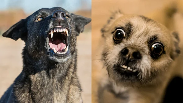 ¿Cómo salvar a un perro pequeño del ataque de uno más grande, según adiestrador? ¿Cómo salvar a un perro pequeño del ataque de uno más grande, según adiestrador?