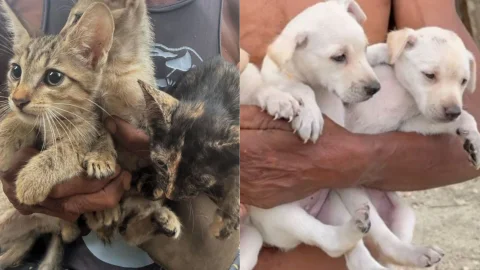 Foto: IG@kellan__sai