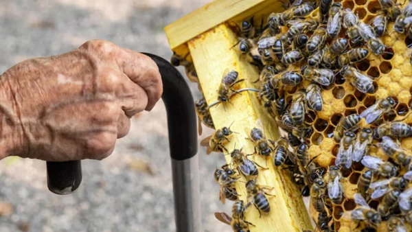 Abejas africanizadas atacaron a adultos mayores en comedor comunitario de la Costa Abejas africanizadas atacaron a adultos mayores en comedor comunitario de la Costa