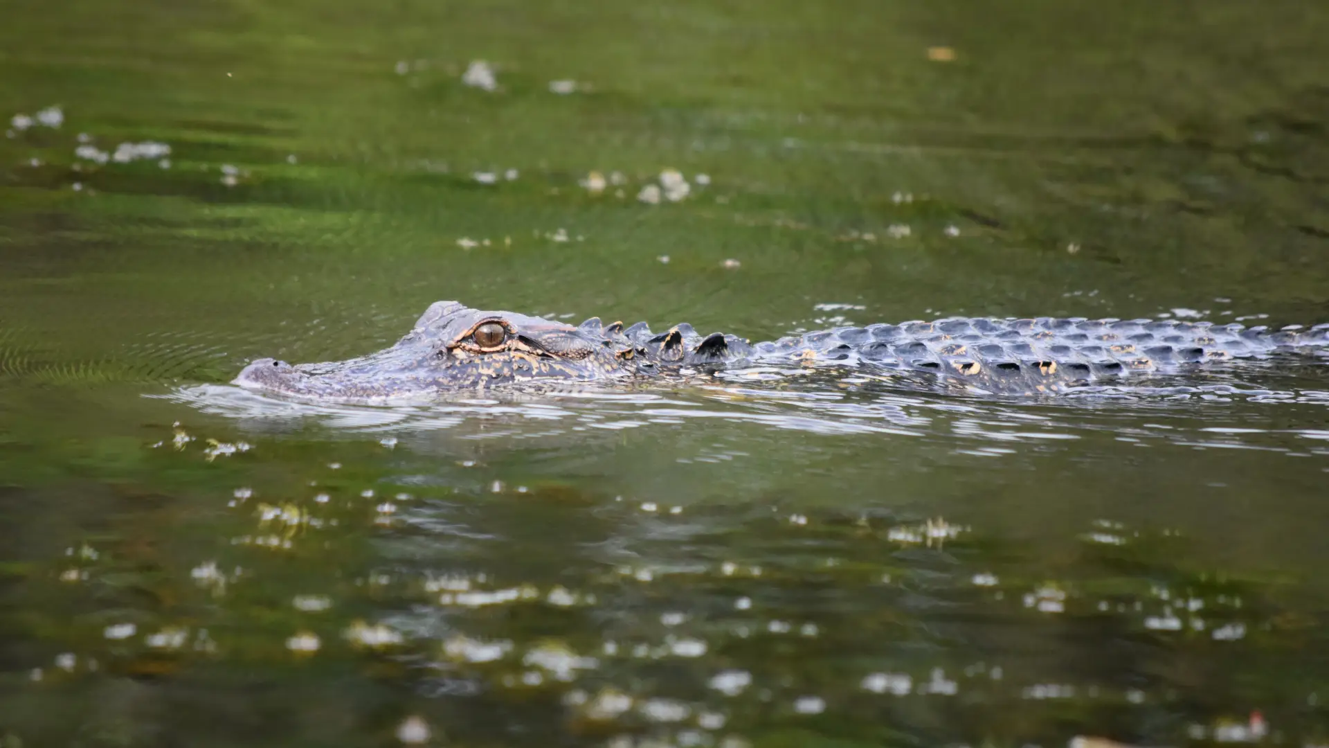 Hallan babilla en Soacha