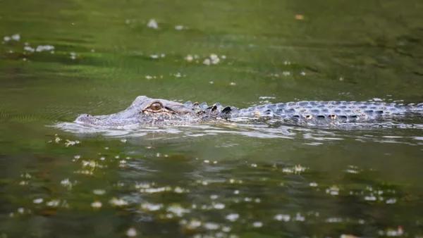 Una babilla fue hallada encerrada en una pecera dentro de una vivienda en Soacha Una babilla fue hallada encerrada en una pecera dentro de una vivienda en Soacha