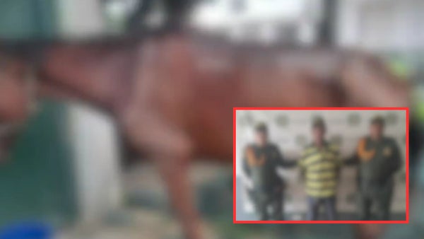 Capturan a hombre que habría torturado a un caballo en Sabanalarga, Atlántico