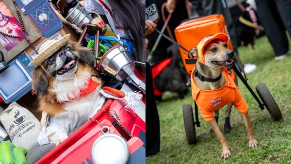 ¡Adorables! Perritos con discapacidad se roban el show en desfile de disfraces ¡Adorables! Perritos con discapacidad se roban el show en desfile de disfraces
