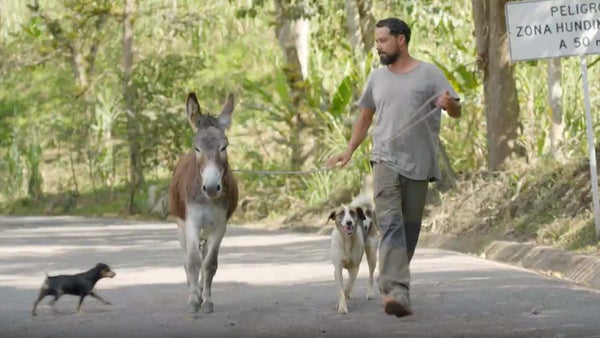 El burro: un amigo que se extingue