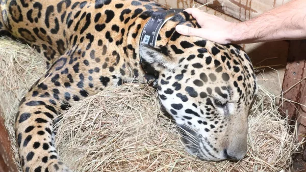 Liberan al jaguar que fue visto cerca al río Bogotá: tendrá un collar para ser monitoreado Liberan al jaguar que fue visto cerca al río Bogotá: tendrá un collar para ser monitoreado