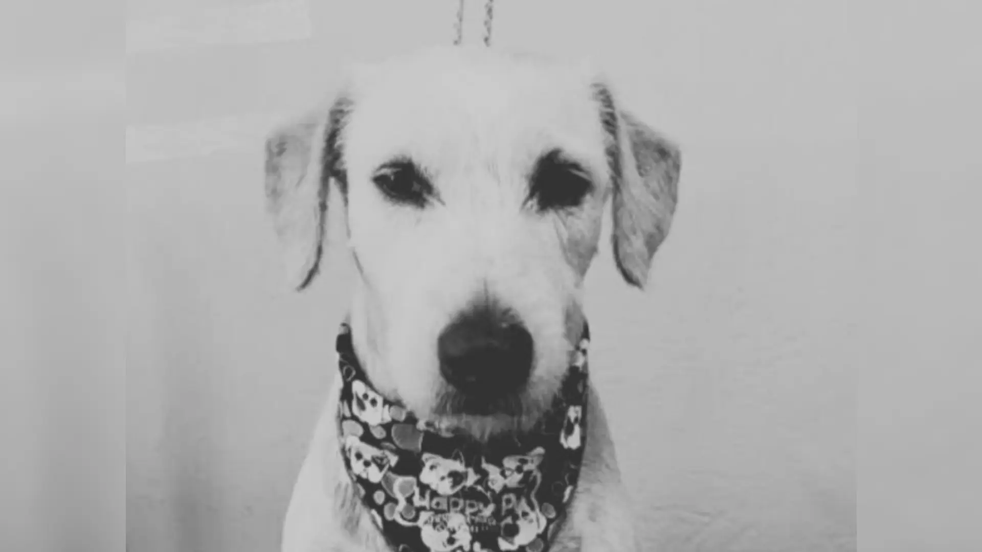 Perro apuñalado en Acacías