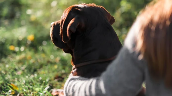 27 de octubre: el día en el que millones de personas recuerdan a sus mascotas fallecidas 27 de octubre: el día en el que millones de personas recuerdan a sus mascotas fallecidas