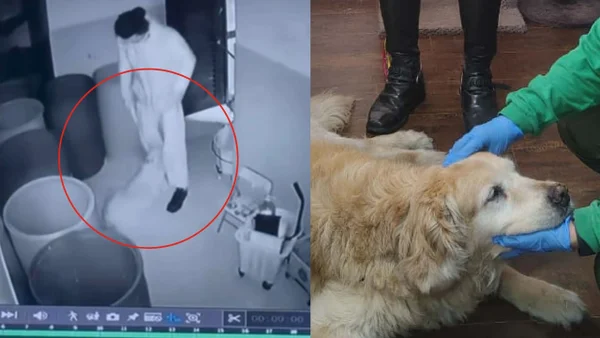 Perrita de catorce años es rescatada tras ser golpeada por su tenedor en un conjunto de Bogotá