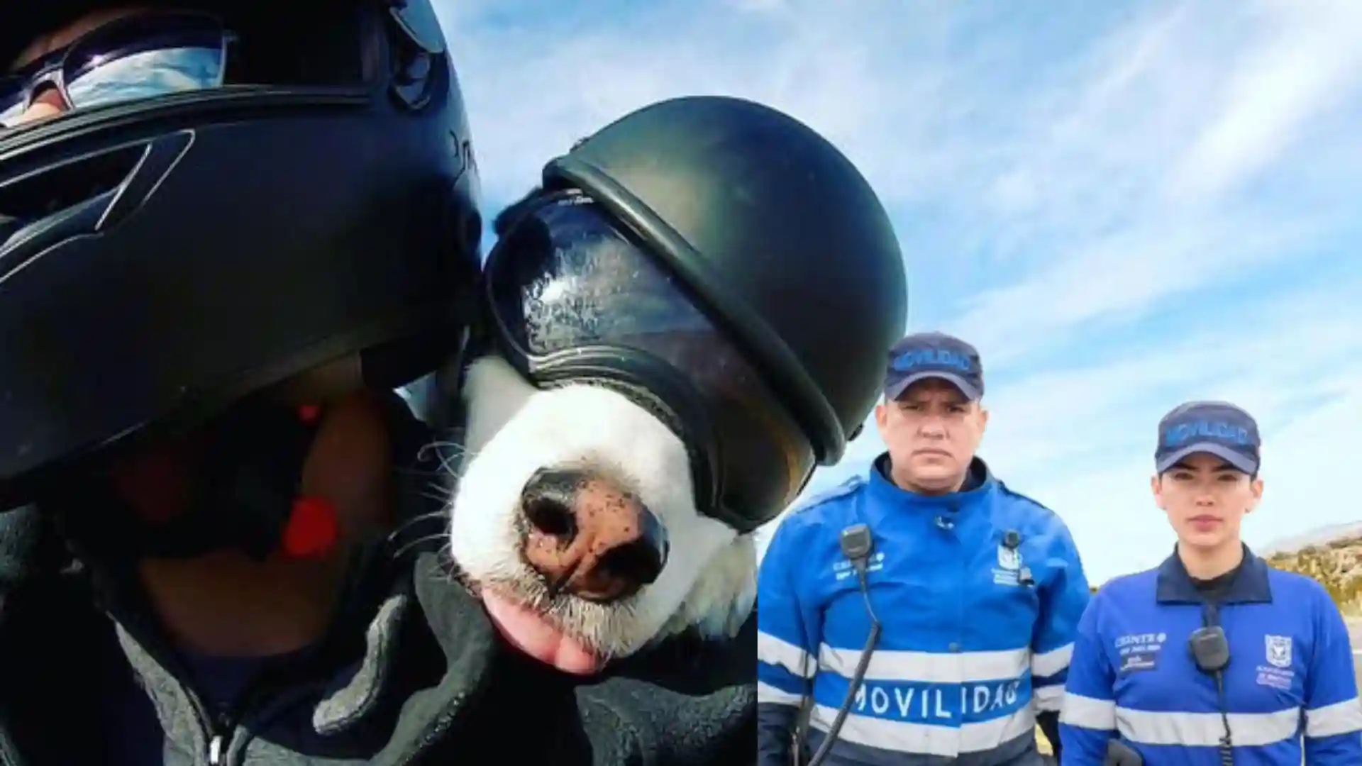 Motos puede llevar animales