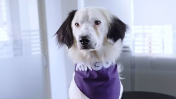 El Canal RCN le dio la bienvenida a Lucky, un perrito rescatado de las calles en Bogotá El Canal RCN le dio la bienvenida a Lucky, un perrito rescatado de las calles en Bogotá