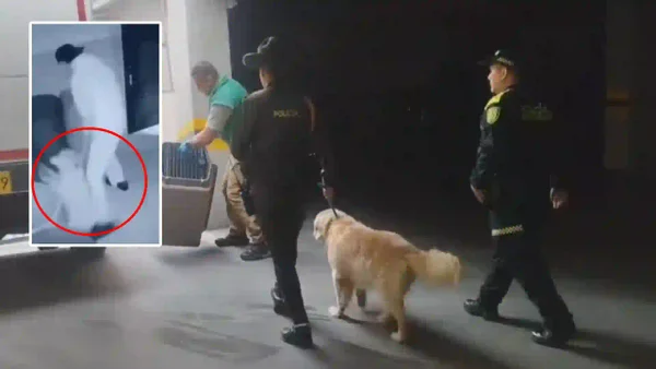VIDEO | Salvaje caso de maltrato animal en un edificio del norte Bogotá: ‘Samantha’ era víctima de su dueño VIDEO | Salvaje caso de maltrato animal en un edificio del norte Bogotá: ‘Samantha’ era víctima de su dueño