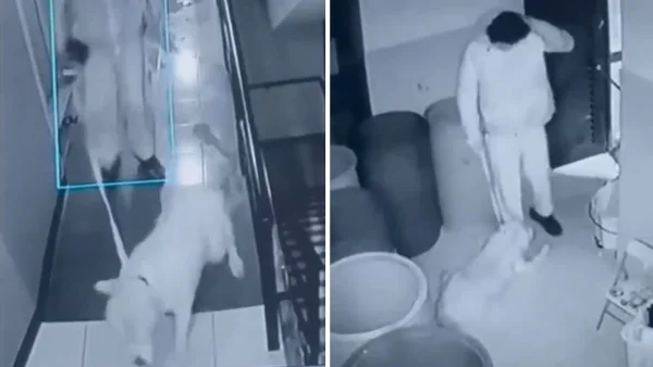 Esto es lo que podría pasarle al hombre que golpeó y maltrató brutalmente a 'Samantha' en Bogotá