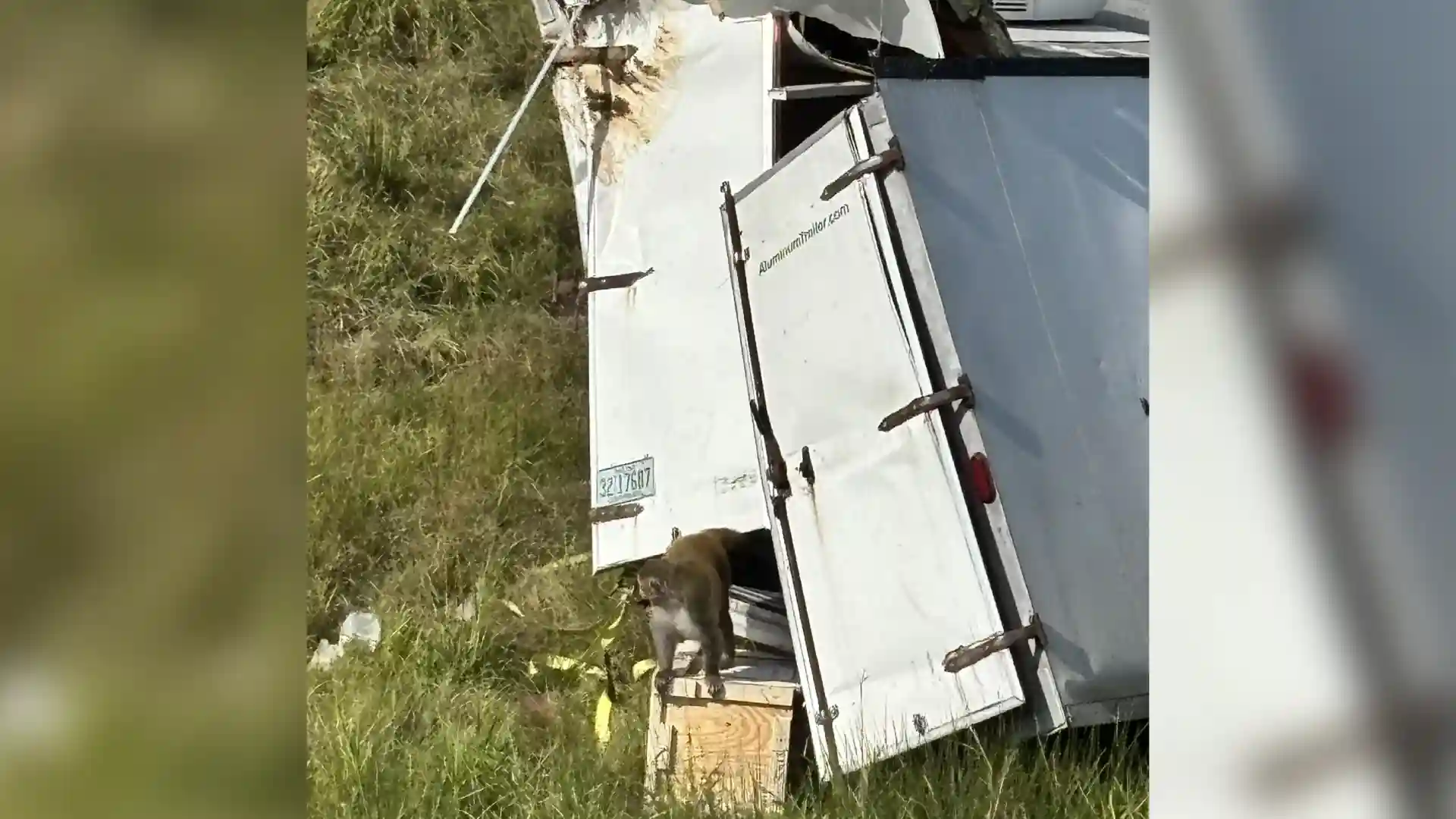 Escape de monos en Estados Unidos.