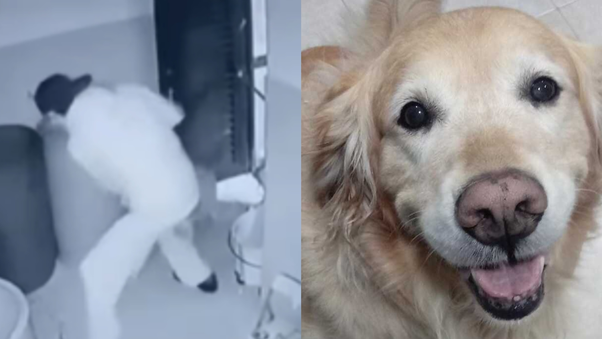 Agresor perrita Samanta también tiene dos gatos investigan el caso