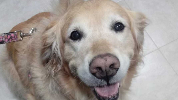 "Fractura de costilla y dolor en la columna": estos son los resultados médicos de Samantha "Fractura de costilla y dolor en la columna": estos son los resultados médicos de Samantha