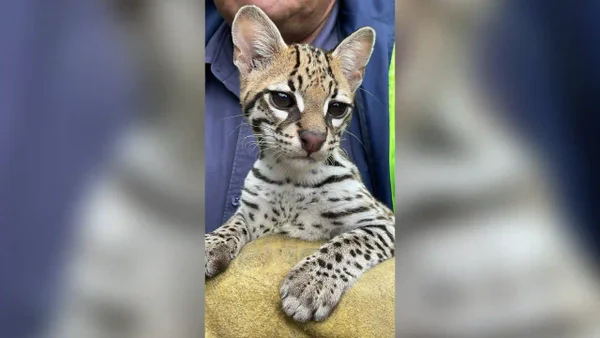 Así fue el rescate de un tierno felino en Cundinamarca: conductor le salvó la vida en el momento justo Así fue el rescate de un tierno felino en Cundinamarca: conductor le salvó la vida en el momento justo
