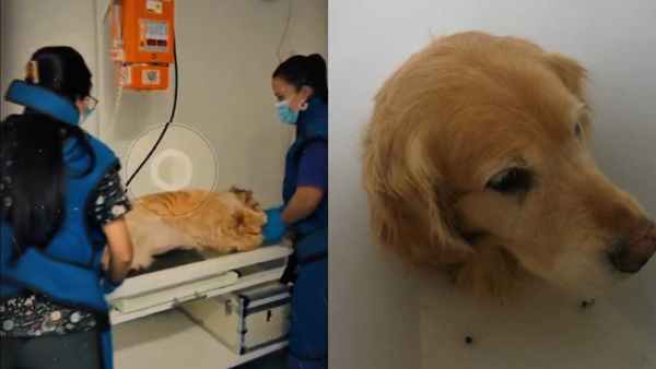 Nuevos detalles sobre el delicado estado de salud de la perrita Samantha maltratada por su 'dueño' Nuevos detalles sobre el delicado estado de salud de la perrita Samantha maltratada por su 'dueño'