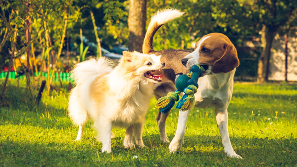 Prográmese: Bogotá vivirá la Feria de Bienestar Animal PyBAFest 2025 Prográmese: Bogotá vivirá la Feria de Bienestar Animal PyBAFest 2025