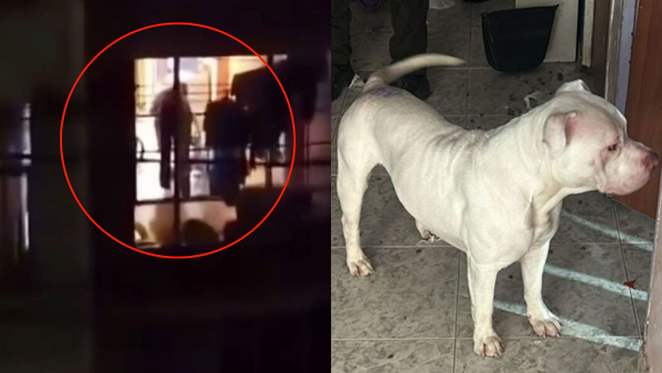 Indignante: autoridades rescatan a un pitbull brutalmente golpeado en el sur de Bogotá