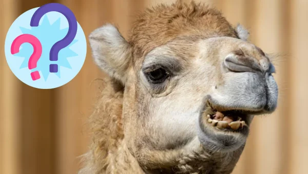 En este país reemplazaron los rebaños de vacas por grupos de camellos: esta sería la razón