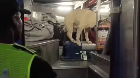 Perro descubrió cargamento