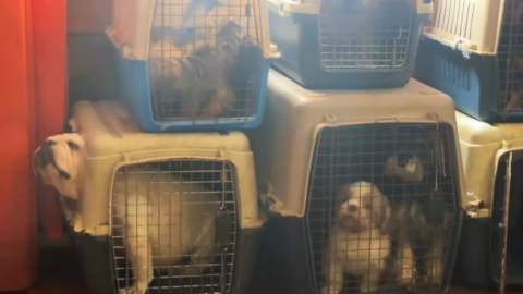 Foto: Captura pantalla IG @alcaldia_soacha