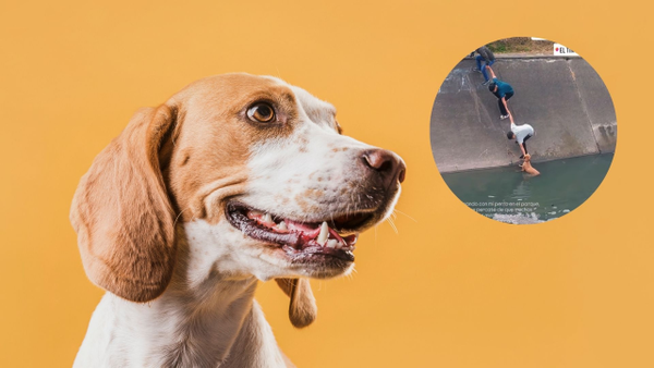 En VIDEO I Perrita es rescatada de un caño en Bogotá gracias a una cadena humana En VIDEO I Perrita es rescatada de un caño en Bogotá gracias a una cadena humana