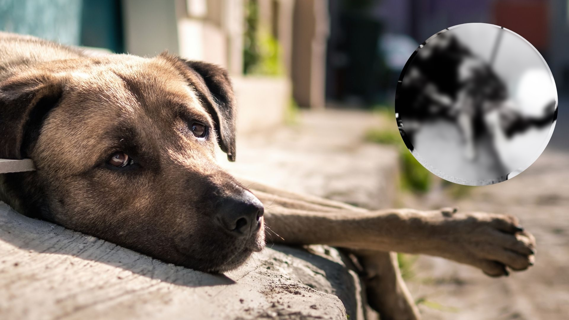 rescatan-perros-maltratados-la-estrella-antioquia Foto: Freepik y captura pantalla IG @andreanimalidad