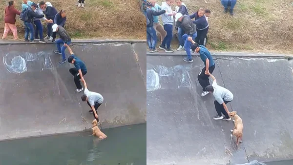Es viral en redes: perro que cayó a un caño en Bogotá fue rescatado con una cadena humana