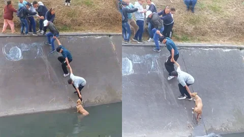 Cadena humana perro Bogotá