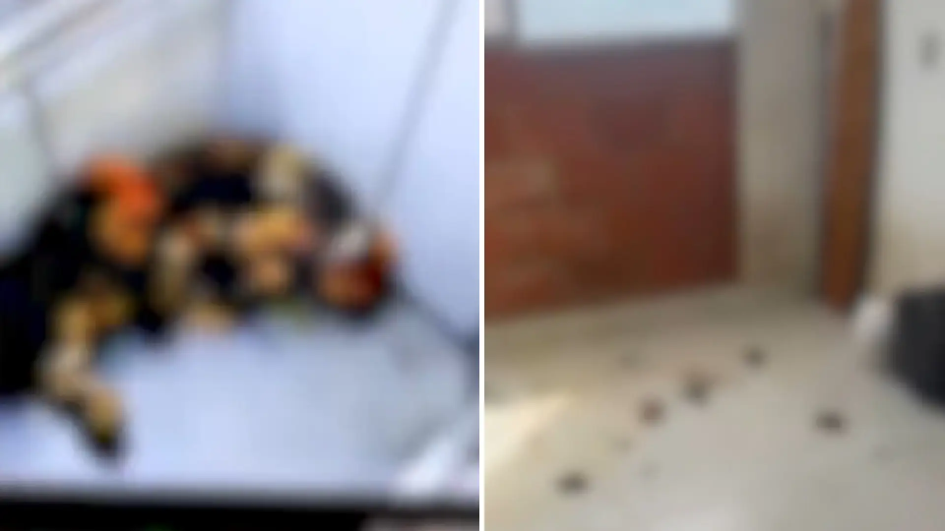 Perros agredidos en Medellín