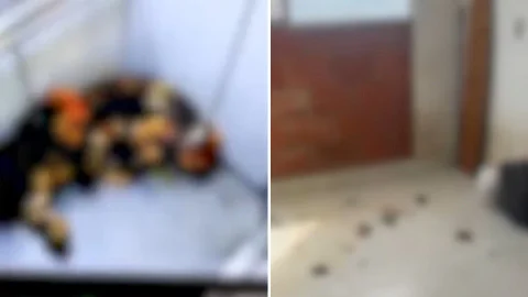 Perros agredidos en Medellín