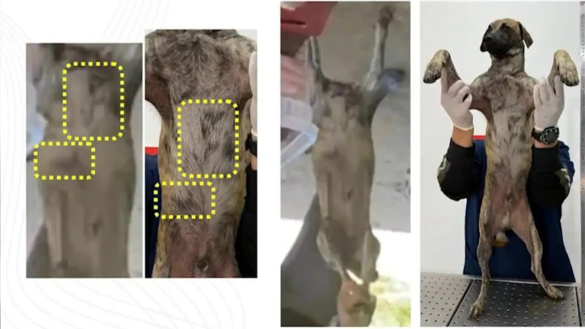 Pruebas del perro agredido